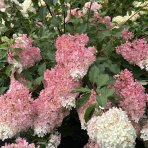 Hortenzia metlinatá (Hydrangea paniculata) ´VANILLE FRAISE´® - výška 40-60 cm, kont. C2L